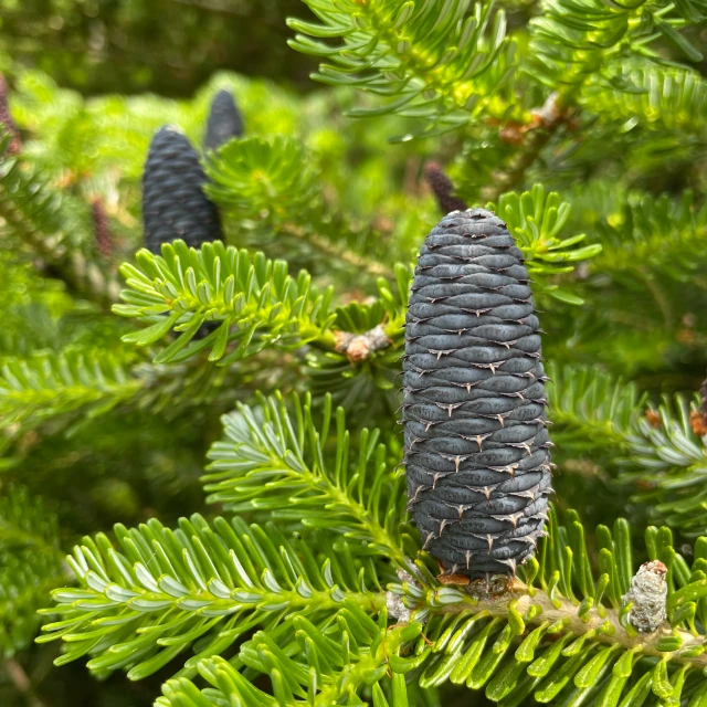 A close-up of a cylindrical blue-grey cone growing straight up from a branch of a fir tree with bright green needles. Out of focus in the background are more branches and two more cones.